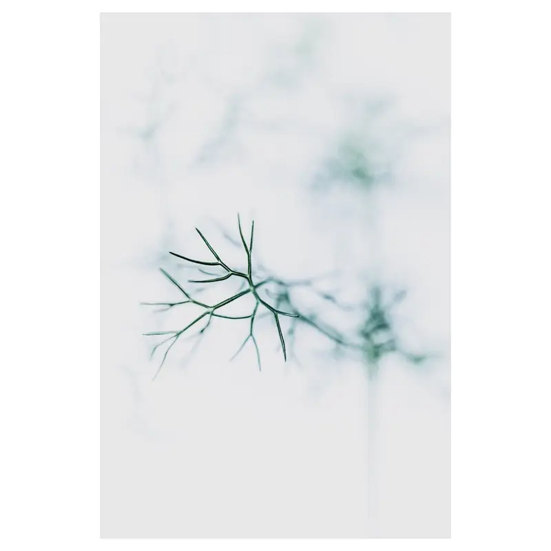 Brindille ramifiée en high-key, écriture plasticienne : rameaux fins en avant-plan net, silhouettes végétales diffuses en arrière, espace négatif dominant — minimalisme aérien