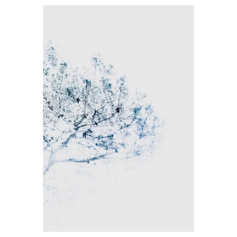 Canopée de pin en high-key, écriture plasticienne : réseau de branches et cônes bleutés, matière légère, grande réserve de blanc — impression d’estampe aérienne