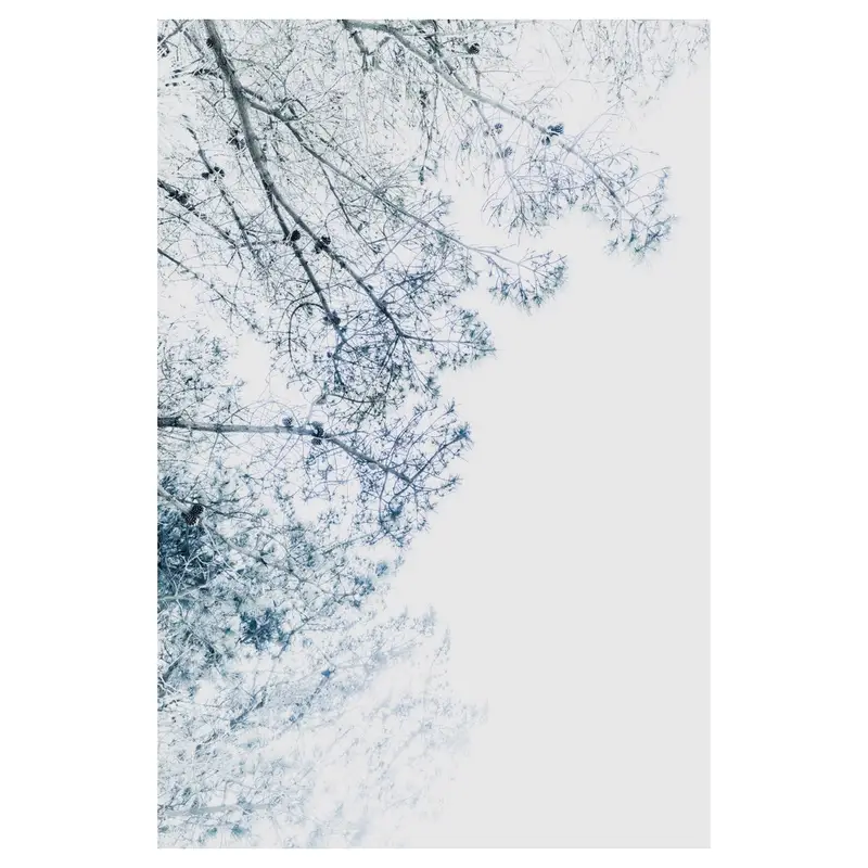 Canopée de pins en high-key, écriture plasticienne : faisceaux de branches convergentes, cônes épars, diagonale descendante, large réserve de blanc — dynamique aérienne.