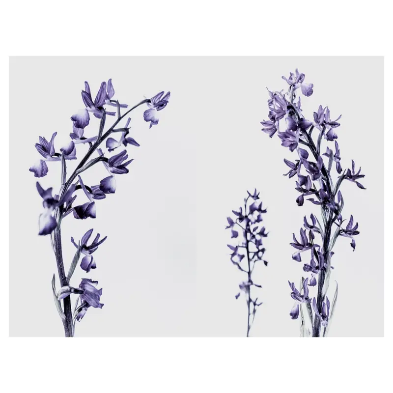Diptyque en high-key, écriture plasticienne : hampes fleuries violettes en grappes, répétition rythmique, fond gris laiteux — minimalisme botanique.
