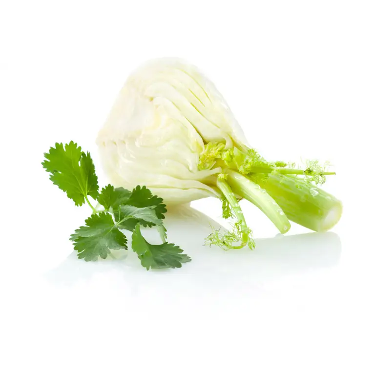 Bulbe de fenouil entamé et feuilles de coriandre, illustrant l’association des saveurs, pour présenter la fraicheur des gouts.
