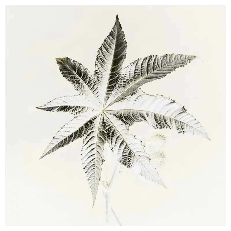Feuille palmée en étoile de ricin, high-key plasticien : nervures très marquées, bords dentelés, capsules épineuses en arrière-plan atténué — dessin botanique sur fond laiteux.