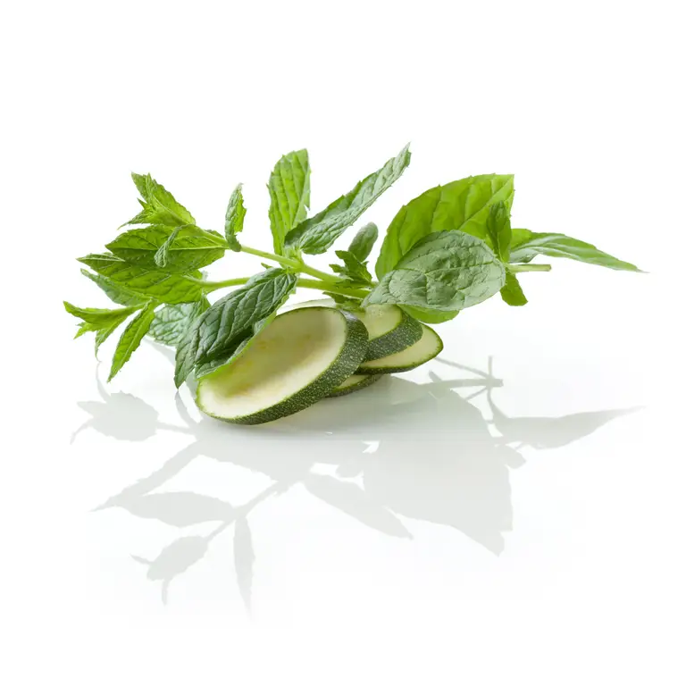 Feuilles de menthe fraiches avec des rondelles de concombre sur fond blanc pour une présentation de packshot produit.