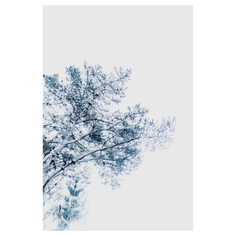 Pin en high-key, écriture plasticienne : tronc à gauche, ramifications diagonales chargées de cônes, feuillage bleuté, vaste réserve de blanc — photo aérienne.