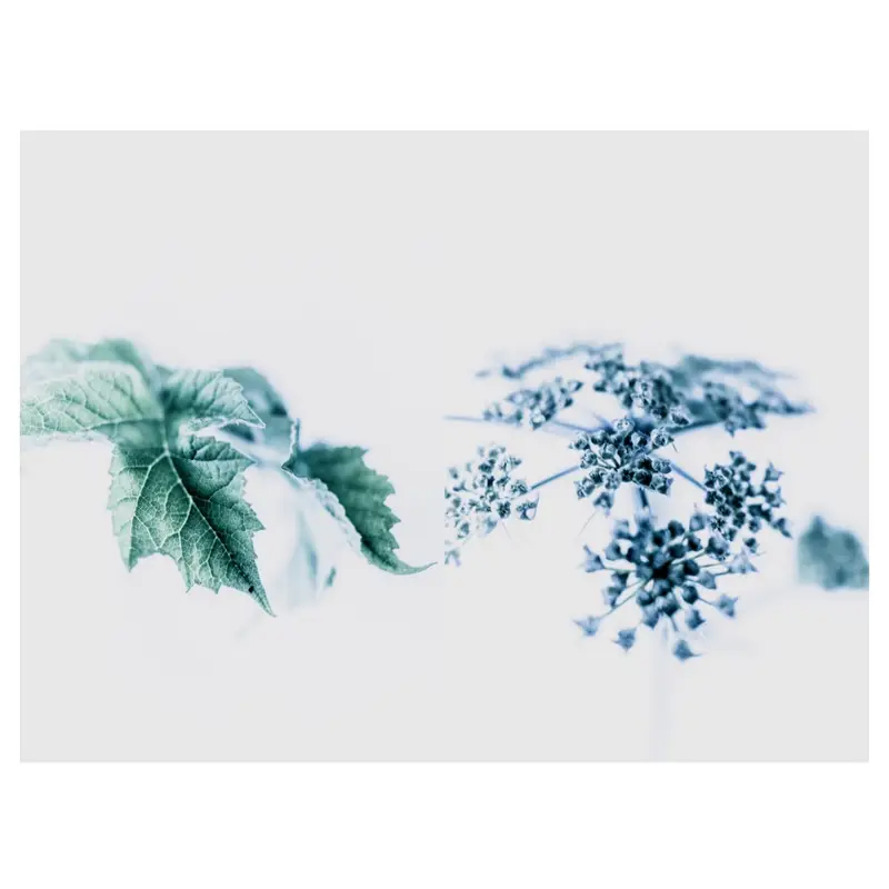 Diptyque botanique en high-key, écriture plasticienne : à gauche, feuilles nervurées quasi-cyanotype ; à droite, ombelle granuleuse en micro-contraste, formes suspendues sur fond laiteux — minimalisme et abstraction organique.
