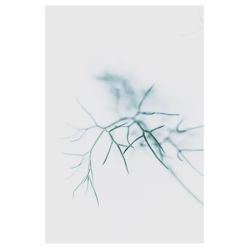 Rameaux fins obliques en high-key, écriture plasticienne : tiges effilées en avant-plan, silhouettes végétales diffuses en arrière-plan, grand espace négatif — légèreté graphique