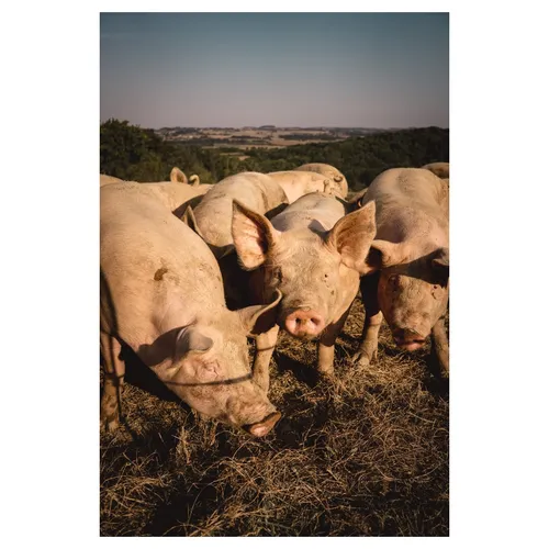 reportage corporate d'une exploitation de cochons dans la nature