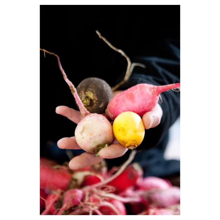 Main d’un chef culinaire, tenant un assortiment de radis multicolores (noir, rose, jaune, blanc) en gros plan ; arrière-plan d’étal flou, lumière naturelle, textures terreuses visibles—photographie professionnelle pour fiche produit / branding primeur.