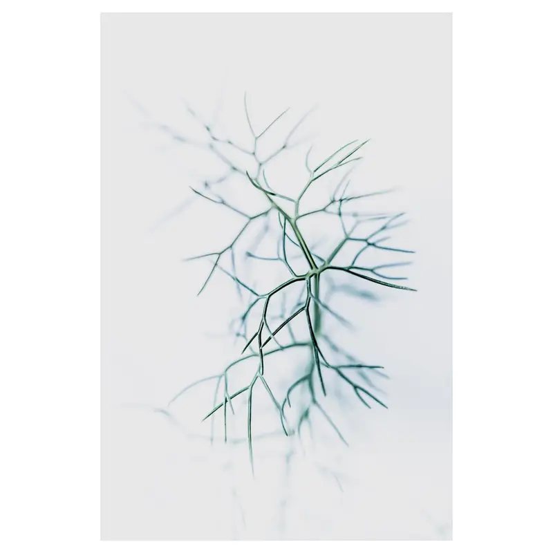 Réseau végétal filiforme en high-key, écriture plasticienne : tiges fines ramifiées, netteté centrale, bokeh laiteux — minimalisme et tension graphique