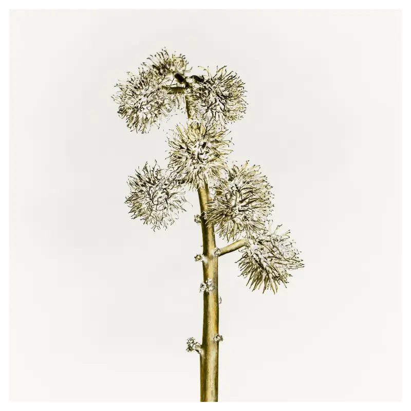 Inflorescence de ricin en high-key, écriture plasticienne : tige verticale ponctuée de noeuds, grappes de capsules épineuses, rendu quasi-métallique sur fond laiteux — minimalisme sculptural.