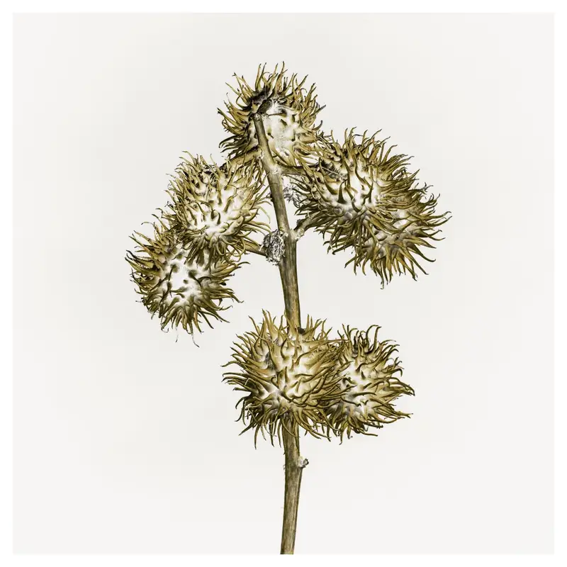 Capsules de ricin séchées en high-key, écriture plasticienne : globes épineux aux aiguillons recourbés, tige centrale, rendu mordoré sur fond laiteux — pièce botanique sculpturale.
