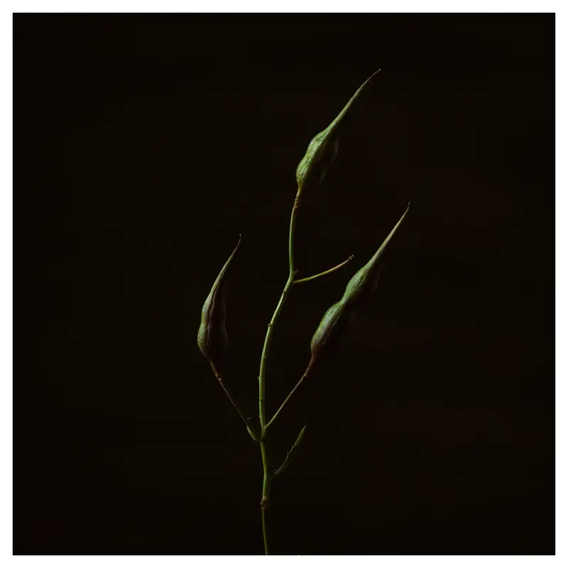 Tige de plante fine portant trois gousses vertes allongées, composition minimaliste sur fond noir, éclairage latéral doux.