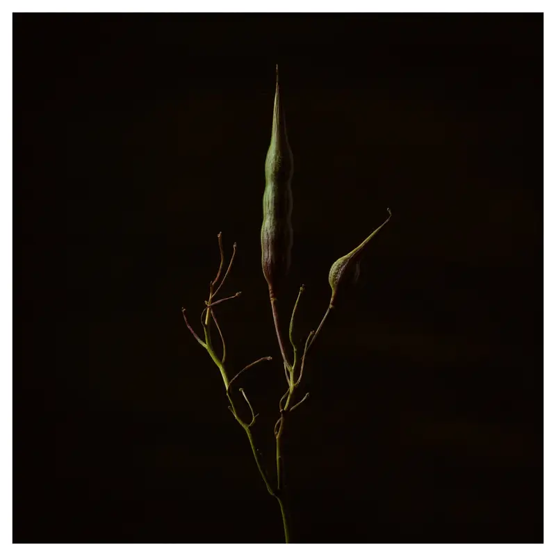 Tige de plante élancée avec deux gousses vertes—une longue verticale au centre, une plus petite inclinée à droite—rameaux fins, fond noir, éclairage latéral doux