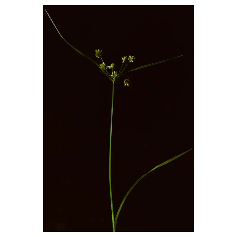 Tige herbacée élancée de type cypéracée, ombelle de petits épillets verts au sommet, deux longues feuilles arquées latérales, fond noir, éclairage latéral doux.