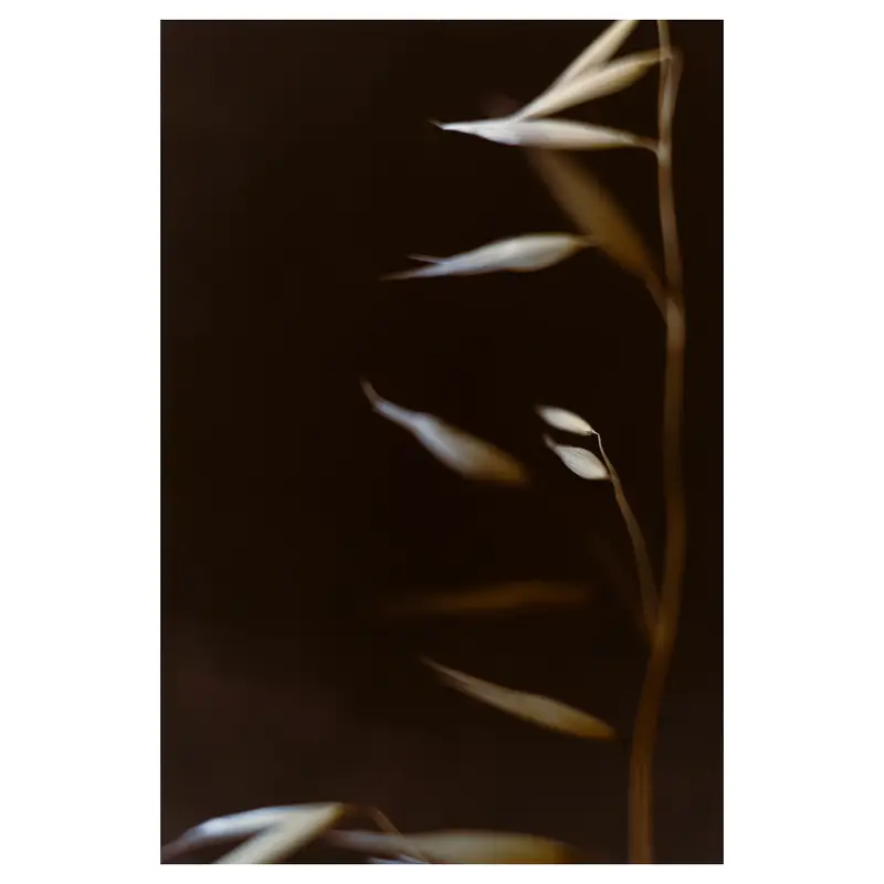 Avoine sauvage en flou artistique : épillets pâles dorés disposés en diagonale sur fond noir, profondeur de champ très réduite, lumière douce.