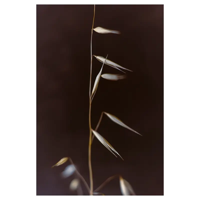 Avoine sauvage nette : tige fine avec épillets pendants allongés, disposés en alternance, fond sombre, profondeur de champ réduite.