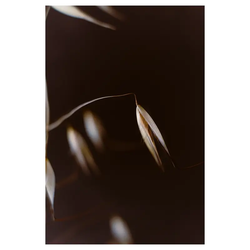 Avoine sauvage en gros plan : épillet pendant isolé avec fines arêtes et nervures, bokeh d’épillets en arrière-plan, fond sombre, lumière douce.
