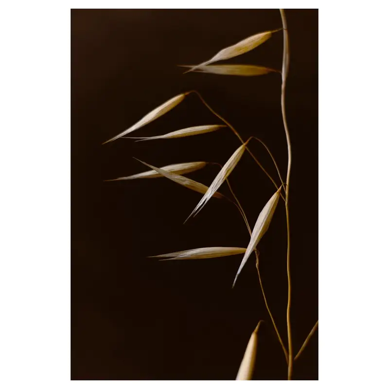 Avoine sauvage en plan rapproché : panicule latérale avec épillets dorés allongés orientés vers la gauche, nervures visibles, fond sombre, faible profondeur de champ.