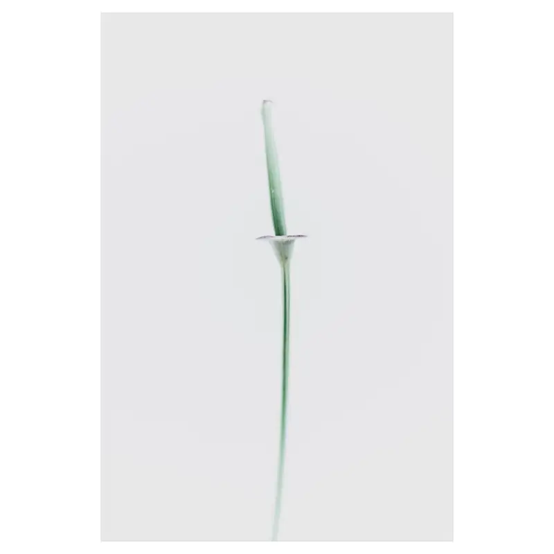 Tige verticale avec collerette, high-key, écriture plasticienne : axe central épuré, texture douce, grande réserve de blanc — minimalisme botanique.