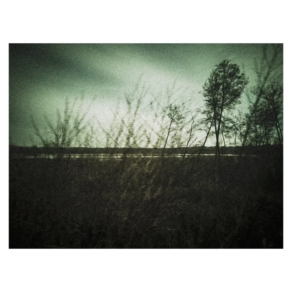 Atelier photo smartphone Dieulefit - Composition créative avec premier plan végétal flou et arbres dénudés sur fond de ciel crépusculaire
