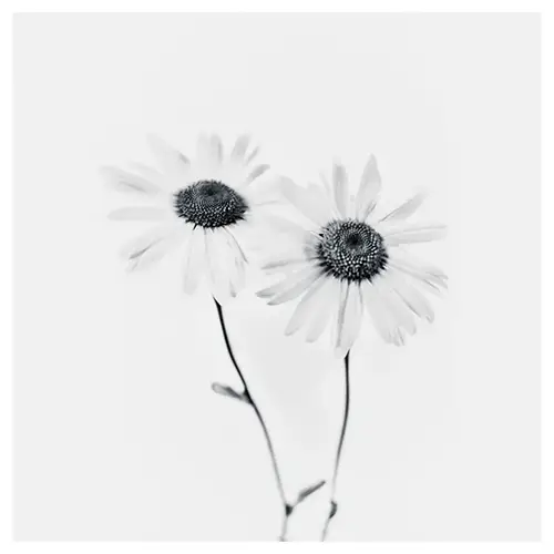Atelier photo studio & lumière, composition pédagogique de fleurs à Dieulefit
